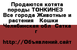 Продаются котята породы ТОНКИНЕЗ - Все города Животные и растения » Кошки   . Челябинская обл.,Сатка г.